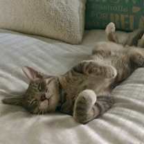 Thumbnail photo of Kylo #4