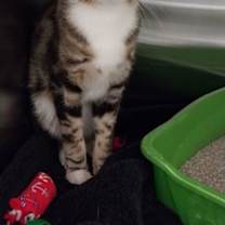 Thumbnail photo of Kit Kat #2