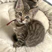 Thumbnail photo of Xoble 26 #1