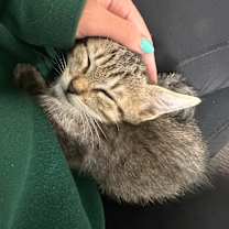 Thumbnail photo of Xoble 26 #3