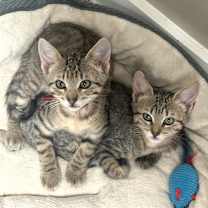 Thumbnail photo of Xoble 26 #4