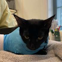 Thumbnail photo of Smooch #3