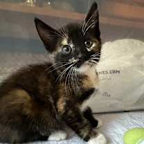 Thumbnail photo of Hoisin  #1