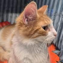 Thumbnail photo of Mr. Whiskers (Adoption pending #3