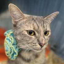 Thumbnail photo of Sissy #1