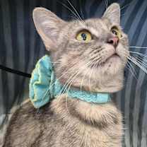 Thumbnail photo of Sissy #2