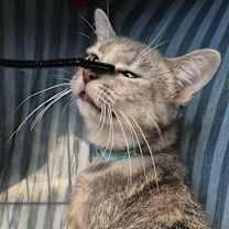 Thumbnail photo of Sissy #3