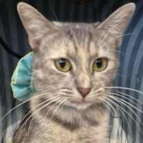 Thumbnail photo of Sissy #4