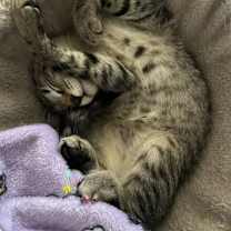 Thumbnail photo of Raphael #2