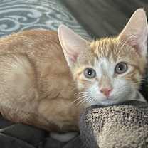 Thumbnail photo of Leonardo #1