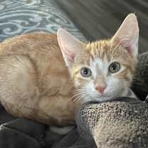 Thumbnail photo of Leonardo #2