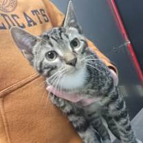 Thumbnail photo of Curley #2