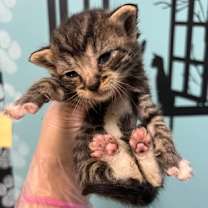 Thumbnail photo of Curley #3