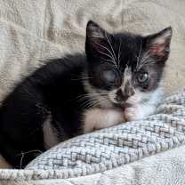 Thumbnail photo of Pancake (pre adopt) #1