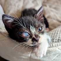 Thumbnail photo of Pancake (pre adopt) #2