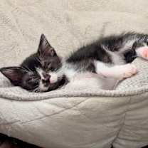 Thumbnail photo of Pancake (pre adopt) #3