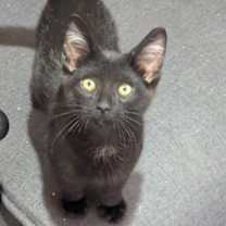 Thumbnail photo of Gibbous #1