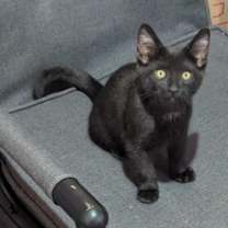 Thumbnail photo of Gibbous #4