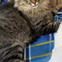 Thumbnail photo of Finn #1