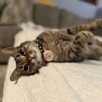 Thumbnail photo of Churro #3