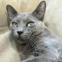 Thumbnail photo of Baloo #2