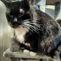 Thumbnail photo of Ragamuffin #2