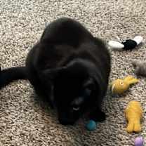 Thumbnail photo of Gizz #1