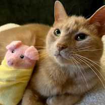 Thumbnail photo of Gizmo #1