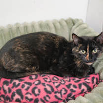 Thumbnail photo of Mayflower #2