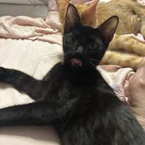 Thumbnail photo of Noir #1