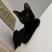 Thumbnail photo of Noir #3