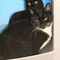 Thumbnail photo of Esmeralda #3