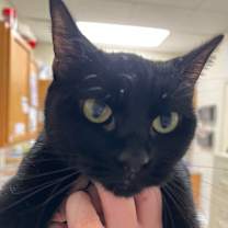 Thumbnail photo of Mittens #2