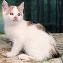 Thumbnail photo of Pine #2