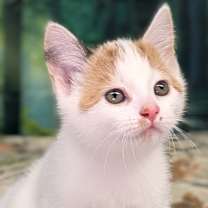 Thumbnail photo of Pine #3