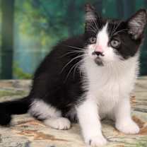 Thumbnail photo of Olive #1