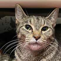 Thumbnail photo of Peridot #1