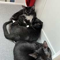 Thumbnail photo of Squirt #3