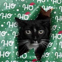 Thumbnail photo of Peach #1