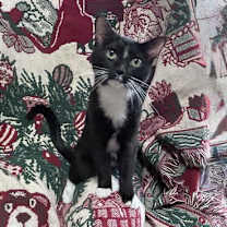 Thumbnail photo of Peach #3