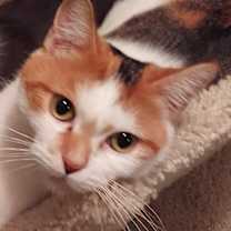 Thumbnail photo of Rainbow #1