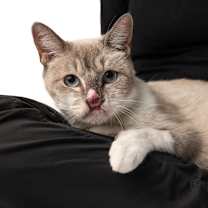 Thumbnail photo of Athena #1