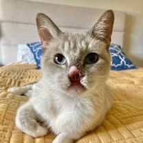 Thumbnail photo of Athena #3