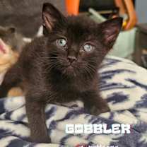 Thumbnail photo of Thanksgiving Dinner: Gobbler - Adoption Pending #2