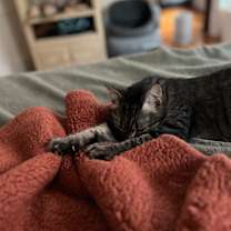 Thumbnail photo of Kit(ty) Kitteredge #1