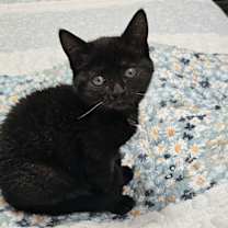 Thumbnail photo of Toffee #4