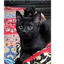 Thumbnail photo of Graham #4