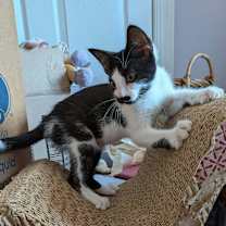 Thumbnail photo of Celaena #2