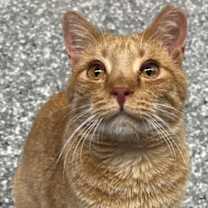 Thumbnail photo of Oyster #2