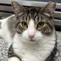 Thumbnail photo of Minty #3